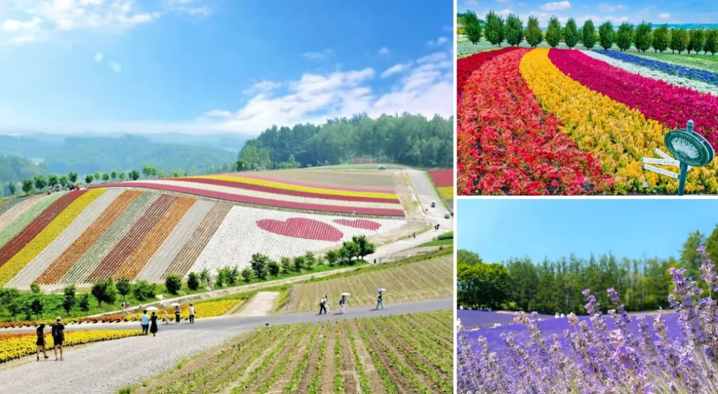 ベルトラ　札幌　バスツアー　北海道